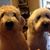 Cynthia Jane Hallett's profile image