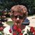 Polly Thurow's profile image