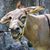 Laura Scott's profile image