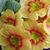 Khulood M S Nahar's profile image