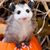 Laurie Jean Smith's profile image