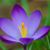 Tanya Harden Raven's profile image