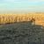 Rhonda G. Haffner's profile image