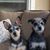 Valerie Green-Charsky's profile image