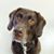 Chris L Waldeck's profile image