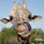 Tiffany Noecker's profile image