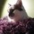 Curtis Michael Nelson's profile image