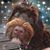 Jackee Spohr's profile image