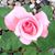 Lisa Vignovich Reeser's profile image