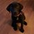 Pat Whaley's profile image