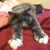 Julie Wallin's profile image