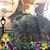 Georgeana L Thornton's profile image