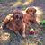 Sheryl Miller's profile image