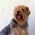 Luke Pickles's profile image