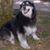 Horus Howls's profile image