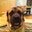 Chris Ungaro's profile image