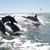 Linda Sparkes's profile image