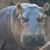 Gina Poff Long's profile image
