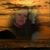 Karen Merrill-Wolf's profile image