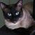 Victoria Midkiff's profile image