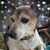 Denice Erfourth's profile image