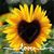 Jill Hayes's profile image