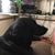 Jo Ann Kitchen's profile image