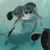 Robin Gifford's profile image