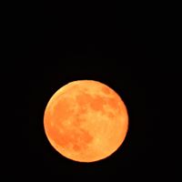 Deanna Magoon Hamilton's profile image