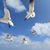 Tammy Roeder Orndorff's profile image