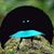 Mary Muller Coerver's profile image