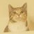 Beau Anthony's profile image