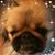 Fritz Adolph's profile image