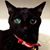 Dorothy Chang's profile image