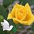 Rosa Carranza's profile image