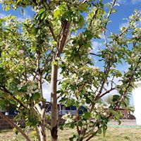Blanca M. Valencia's profile image