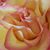 Amanda Broadnax's profile image