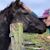 Sarah Holt's profile image