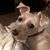 Lynne Hemrick's profile image
