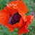 Tracy Walder's profile image