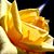 Donna Lindsay's profile image