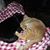 Lisa A Treacy's profile image