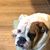 Dolores Wagner Quick's profile image