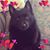 Carrie Kramer's profile image