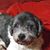 Brandie R Sims's profile image