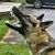 Victoria Unger Shank's profile image