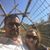 Hannalize du Plessis's profile image