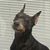 Sonya Teal's profile image