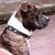 Sawyer Shannon's profile image