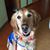 Darby Golby Kelly's profile image